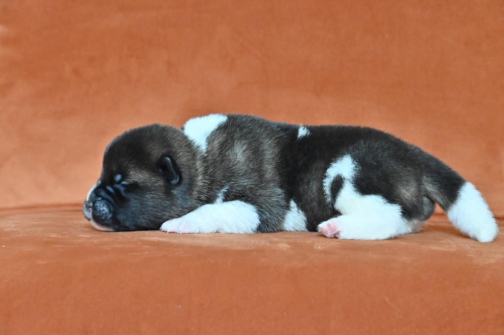 Something Paint - Chiots disponibles - Akita americain