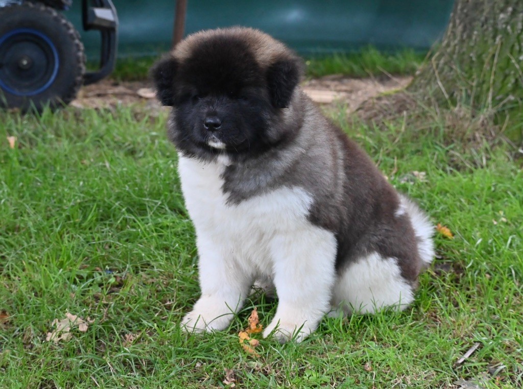 Something Paint - Chiots disponibles - Akita americain