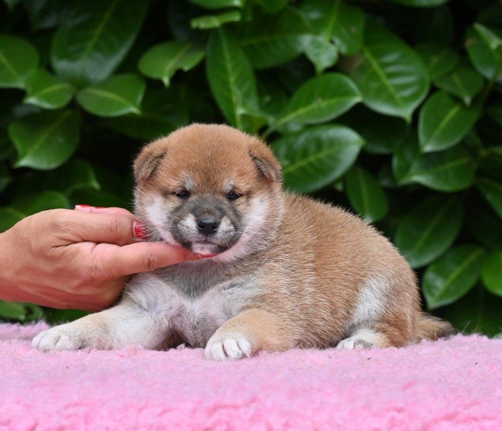 Something Paint - Chiots disponibles - Shiba