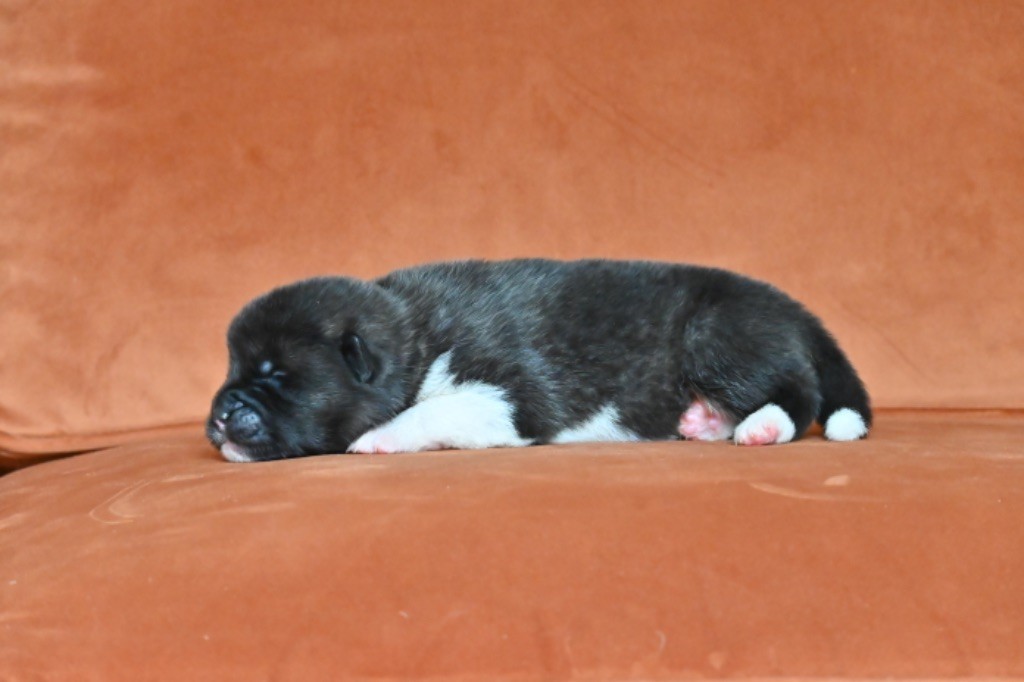 Something Paint - Chiots disponibles - Akita americain