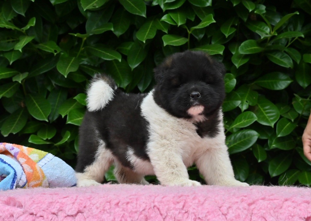 Something Paint - Chiots disponibles - Akita americain