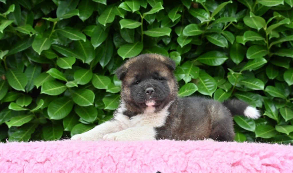 Something Paint - Chiots disponibles - Akita americain