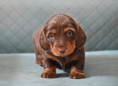 Chiot N°1