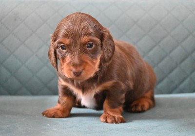 Chiot N°2