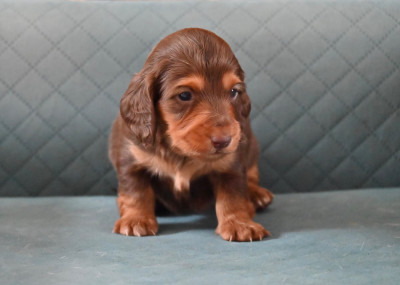 Chiot N°3
