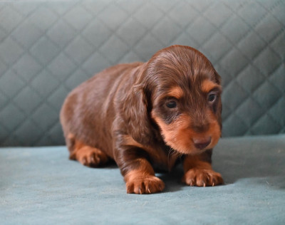 Chiot N°4