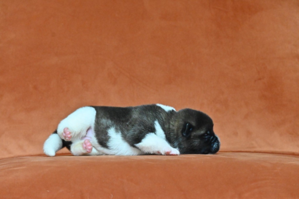 Something Paint - Chiots disponibles - Akita americain