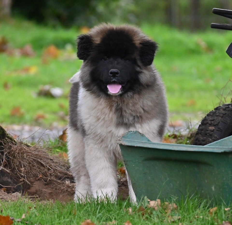 Something Paint - Chiots disponibles - Akita americain