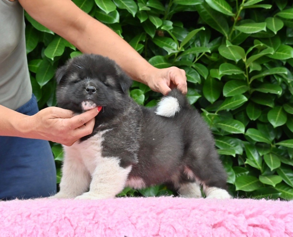 Something Paint - Chiots disponibles - Akita americain