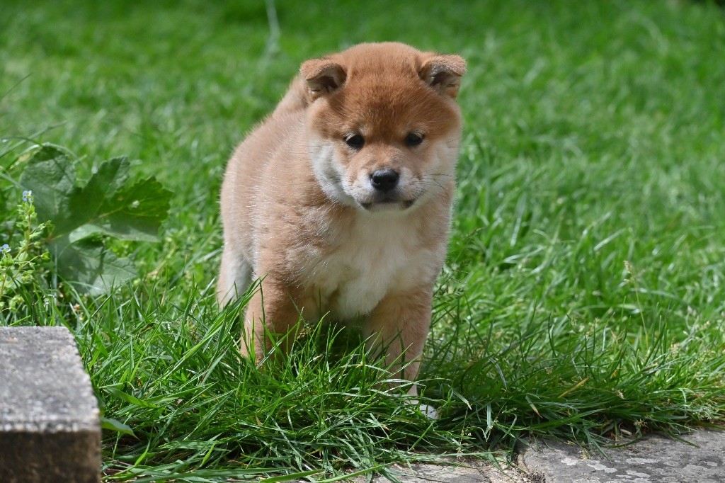 Something Paint - Chiots disponibles - Shiba