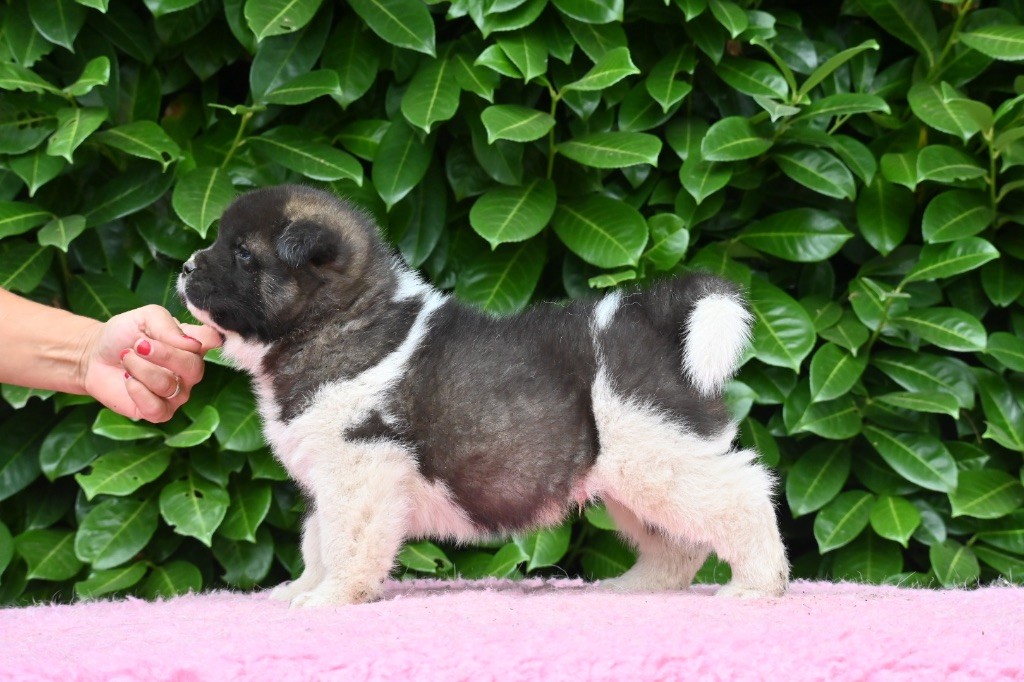 Something Paint - Chiots disponibles - Akita americain