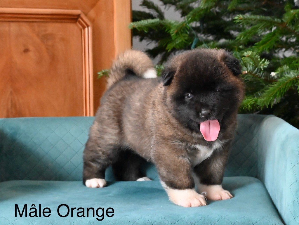 Something Paint - Akita americain - Portée née le 04/11/2024