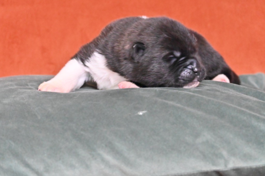 Something Paint - Chiots disponibles - Akita americain