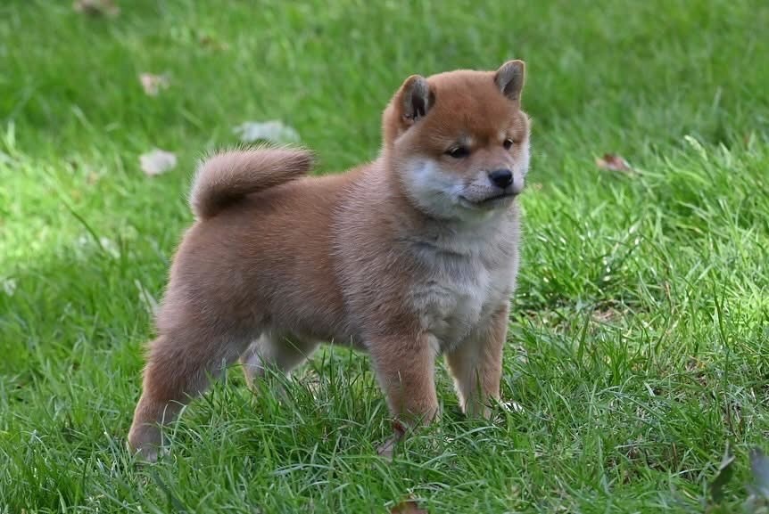 Something Paint - Chiots disponibles - Shiba