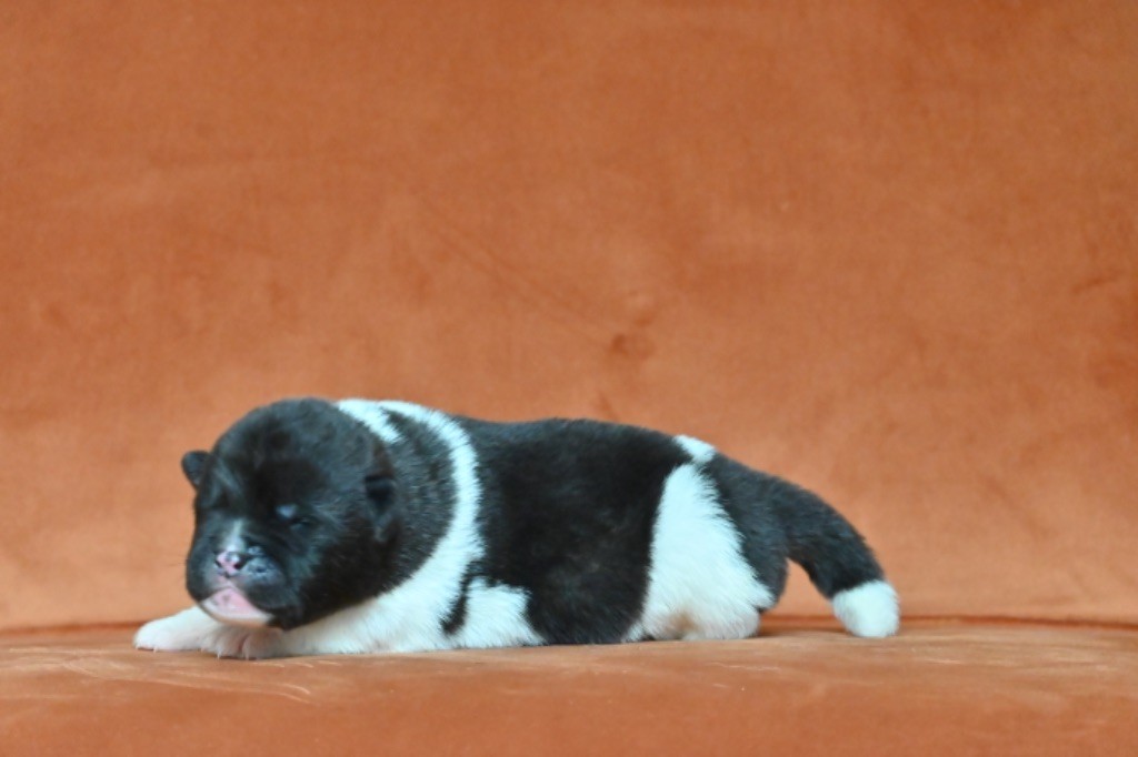 Something Paint - Chiots disponibles - Akita americain